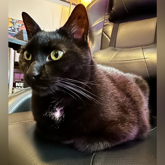 Meet your Posher, Arsi! - Picture 3 of 11